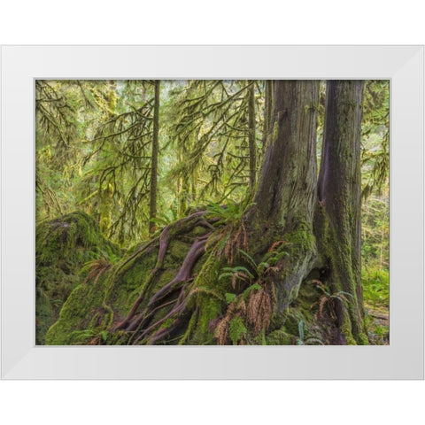 WA, Olympic NP Western red cedar on boulder White Modern Wood Framed Art Print by Paulson, Don