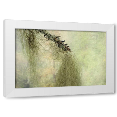 WA, Seabeck Methuselahs beard lichen on tree White Modern Wood Framed Art Print by Paulson, Don
