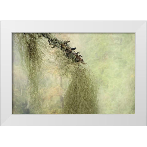 WA, Seabeck Methuselahs beard lichen on tree White Modern Wood Framed Art Print by Paulson, Don