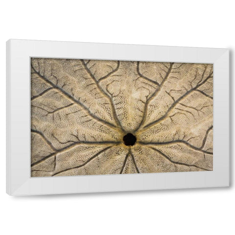 WA, Neah Bay Design on a sand dollar shell White Modern Wood Framed Art Print by Paulson, Don