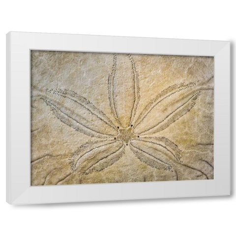 WA, Neah Bay Design on top of sand dollar shell White Modern Wood Framed Art Print by Paulson, Don