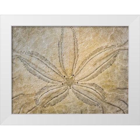 WA, Neah Bay Design on top of sand dollar shell White Modern Wood Framed Art Print by Paulson, Don
