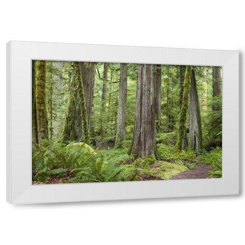 Washington, Olympic NP Barnes Creek Trail forest White Modern Wood Framed Art Print by Paulson, Don