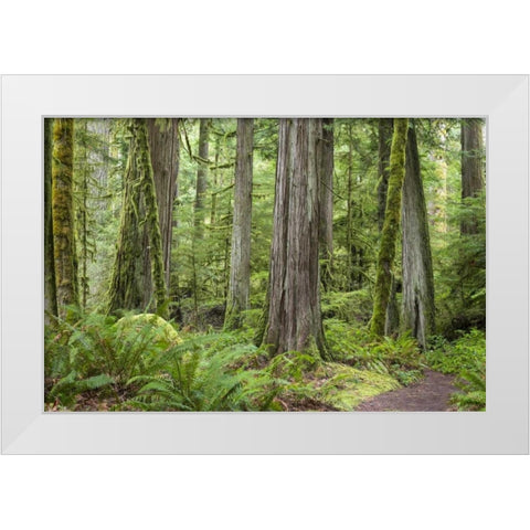 Washington, Olympic NP Barnes Creek Trail forest White Modern Wood Framed Art Print by Paulson, Don