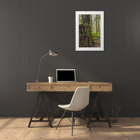 WA, Olympic NP Western red cedar on boulder White Modern Wood Framed Art Print by Paulson, Don