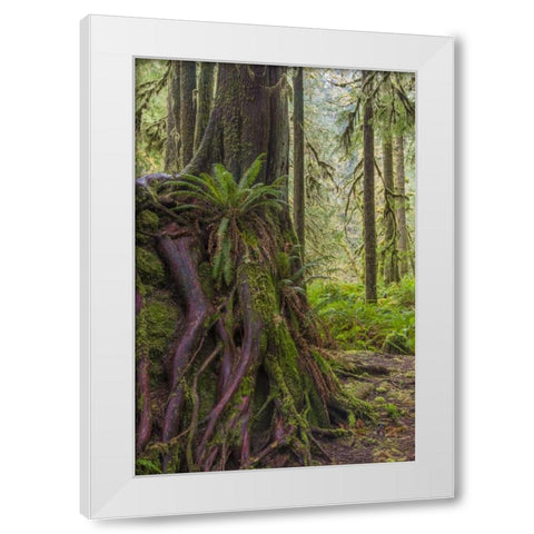 WA, Olympic NP Western red cedar on boulder White Modern Wood Framed Art Print by Paulson, Don
