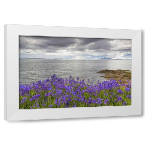 Washington Camas blooms on Sucia Island White Modern Wood Framed Art Print by Paulson, Don