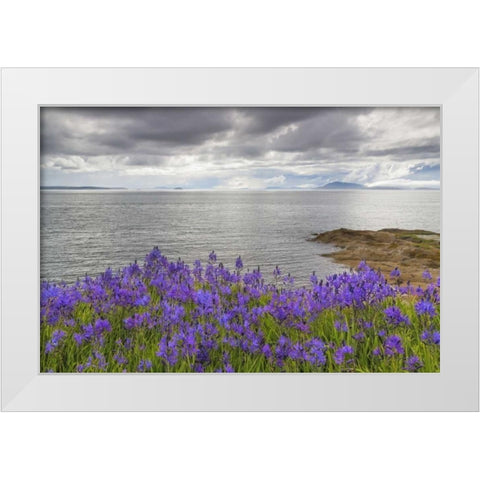 Washington Camas blooms on Sucia Island White Modern Wood Framed Art Print by Paulson, Don