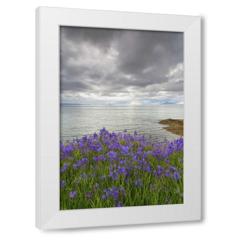 Washington Camas blooms on Sucia Island White Modern Wood Framed Art Print by Paulson, Don