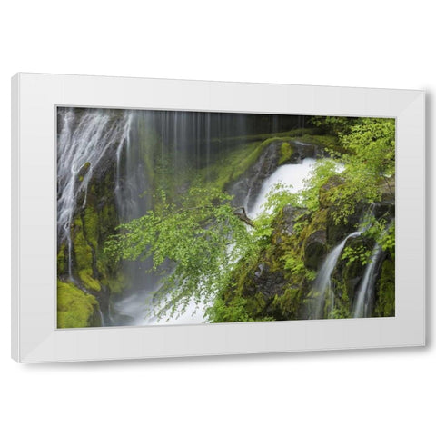 Washington Spring Panther Creek Waterfall White Modern Wood Framed Art Print by Paulson, Don