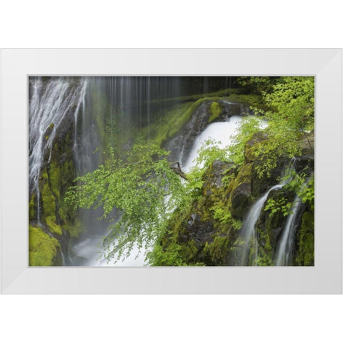 Washington Spring Panther Creek Waterfall White Modern Wood Framed Art Print by Paulson, Don