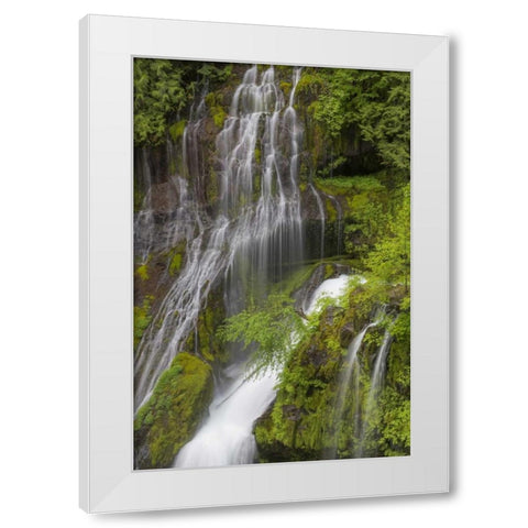Washington Spring Panther Creek Waterfall White Modern Wood Framed Art Print by Paulson, Don