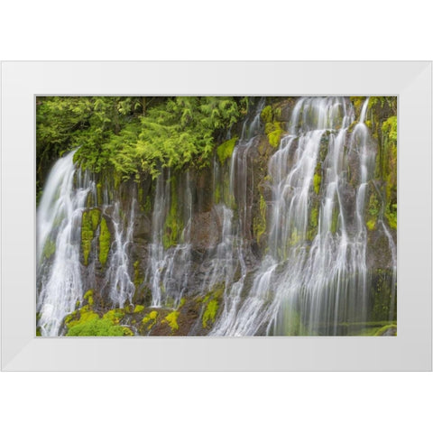 Washington Spring Panther Creek Waterfall White Modern Wood Framed Art Print by Paulson, Don