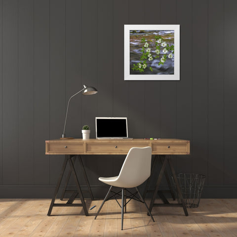 WA, Gifford Pinchot NF Pacific dogwood branh White Modern Wood Framed Art Print by Paulson, Don