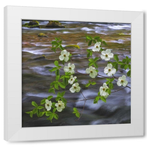WA, Gifford Pinchot NF Pacific dogwood branh White Modern Wood Framed Art Print by Paulson, Don