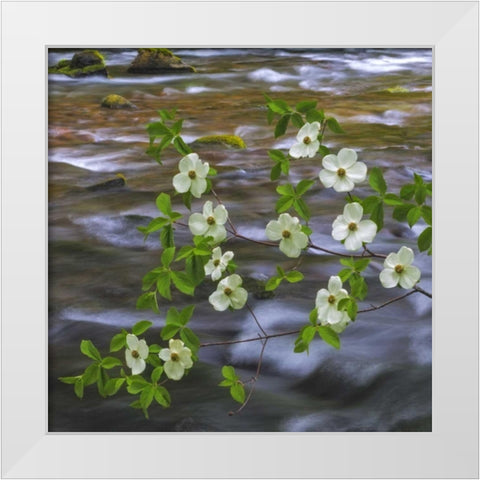 WA, Gifford Pinchot NF Pacific dogwood branh White Modern Wood Framed Art Print by Paulson, Don