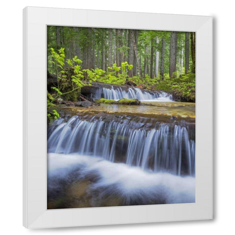 WA, Gifford Pinchot NF Waterfall and forest White Modern Wood Framed Art Print by Paulson, Don