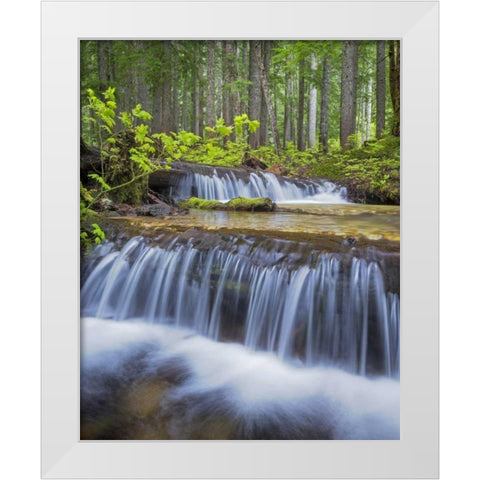 WA, Gifford Pinchot NF Waterfall and forest White Modern Wood Framed Art Print by Paulson, Don