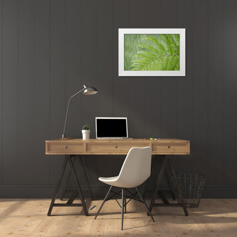 USA, Washington State, Seabeck Fern in rainfall White Modern Wood Framed Art Print by Paulson, Don