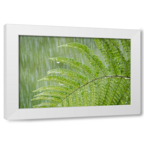 USA, Washington State, Seabeck Fern in rainfall White Modern Wood Framed Art Print by Paulson, Don