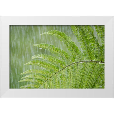 USA, Washington State, Seabeck Fern in rainfall White Modern Wood Framed Art Print by Paulson, Don