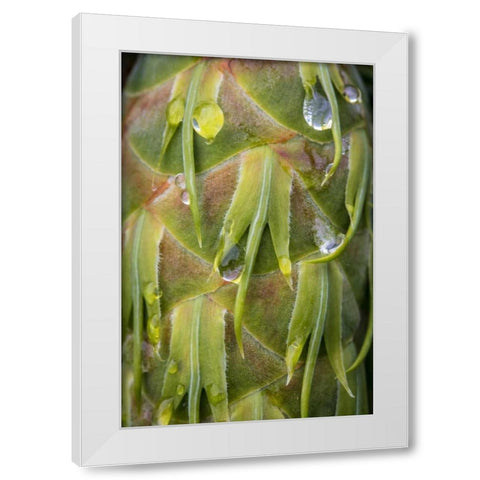 Washington, Seabeck Dew on Douglas fir cone White Modern Wood Framed Art Print by Paulson, Don
