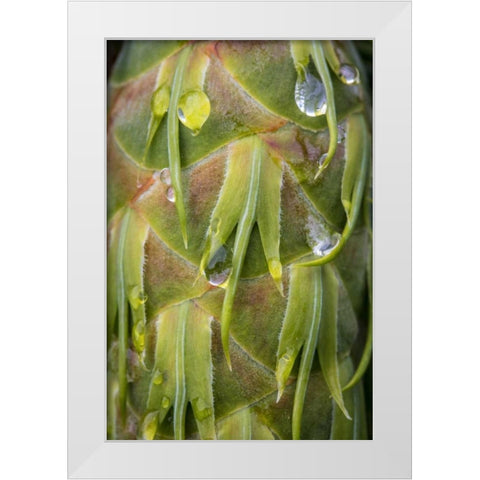Washington, Seabeck Dew on Douglas fir cone White Modern Wood Framed Art Print by Paulson, Don