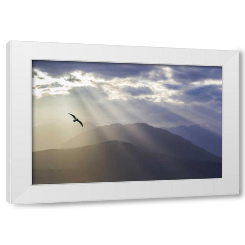 WA, Seabeck Gull and God rays over the Olympics White Modern Wood Framed Art Print by Paulson, Don