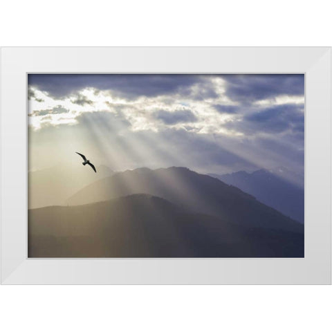 WA, Seabeck Gull and God rays over the Olympics White Modern Wood Framed Art Print by Paulson, Don