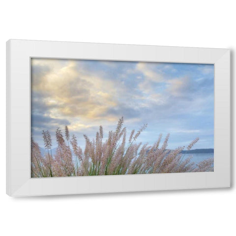 Washington, Seabeck Pennisetum ornamental grass White Modern Wood Framed Art Print by Paulson, Don