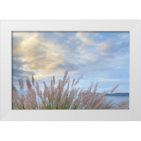 Washington, Seabeck Pennisetum ornamental grass White Modern Wood Framed Art Print by Paulson, Don