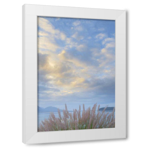 Washington, Seabeck Pennisetum ornamental grass White Modern Wood Framed Art Print by Paulson, Don