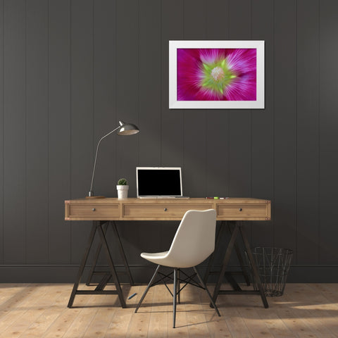 Washington State, Seabeck Hollyhock blossom White Modern Wood Framed Art Print by Paulson, Don