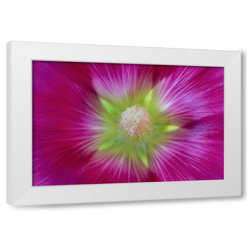 Washington State, Seabeck Hollyhock blossom White Modern Wood Framed Art Print by Paulson, Don