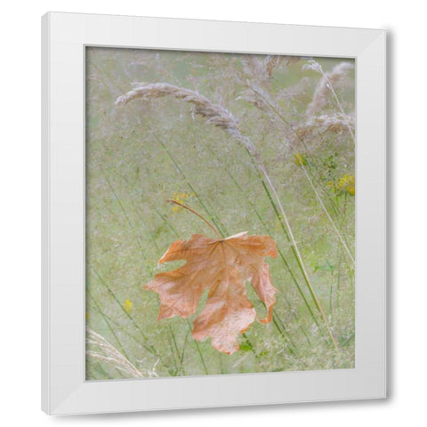 Washington, Seabeck Maple leaf in meadow grasses White Modern Wood Framed Art Print by Paulson, Don