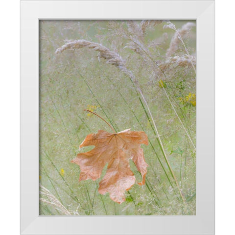 Washington, Seabeck Maple leaf in meadow grasses White Modern Wood Framed Art Print by Paulson, Don