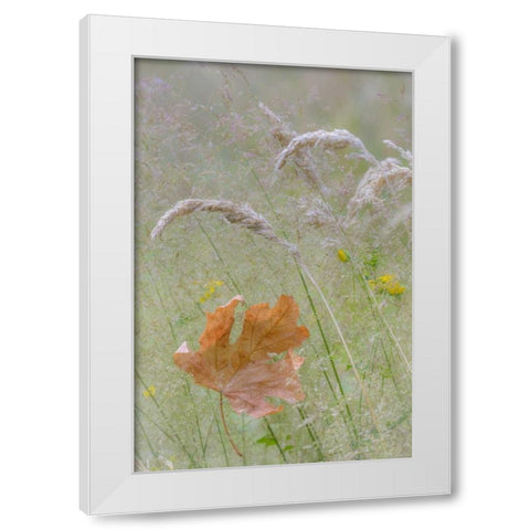 Washington, Seabeck Maple leaf in meadow grasses White Modern Wood Framed Art Print by Paulson, Don