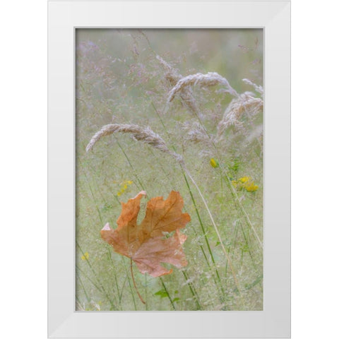 Washington, Seabeck Maple leaf in meadow grasses White Modern Wood Framed Art Print by Paulson, Don