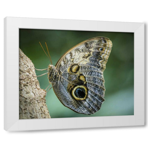 Washington State, Seattle Owl butterfly White Modern Wood Framed Art Print by Paulson, Don