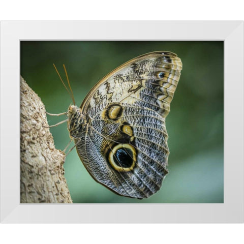 Washington State, Seattle Owl butterfly White Modern Wood Framed Art Print by Paulson, Don