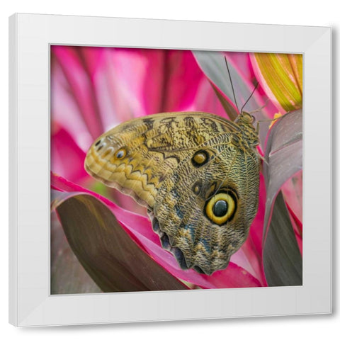 Washington State, Seattle Owl butterfly White Modern Wood Framed Art Print by Paulson, Don
