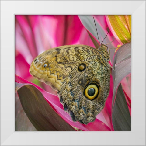 Washington State, Seattle Owl butterfly White Modern Wood Framed Art Print by Paulson, Don