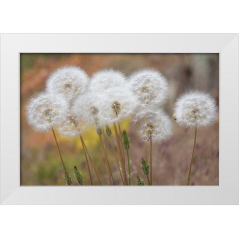 Washington, Wenatchee NF Salsify seed heads White Modern Wood Framed Art Print by Paulson, Don