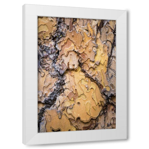 Washington, Wenatchee NF Ponderosa pine bark White Modern Wood Framed Art Print by Paulson, Don
