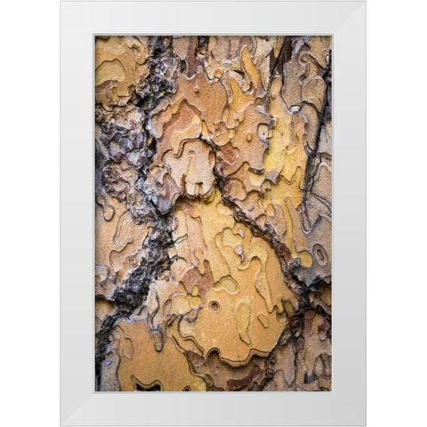 Washington, Wenatchee NF Ponderosa pine bark White Modern Wood Framed Art Print by Paulson, Don
