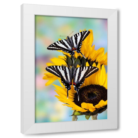 USA- Washington State- Sammamish. Zebra swallowtail butterfly on sunflower White Modern Wood Framed Art Print by Gulin, Darrell