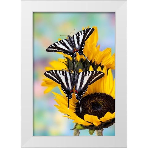 USA- Washington State- Sammamish. Zebra swallowtail butterfly on sunflower White Modern Wood Framed Art Print by Gulin, Darrell