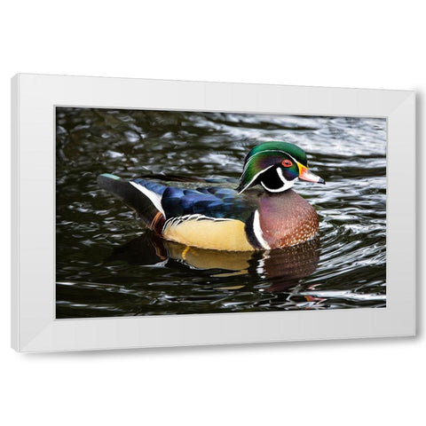 USA- Washington State- Sammamish. Yellow Lake with male drake wood duck White Modern Wood Framed Art Print by Gulin, Darrell