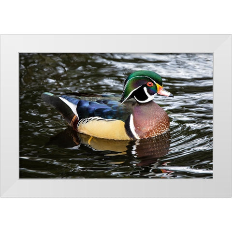 USA- Washington State- Sammamish. Yellow Lake with male drake wood duck White Modern Wood Framed Art Print by Gulin, Darrell
