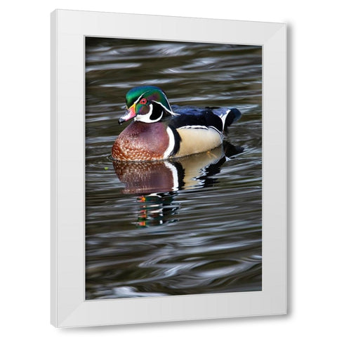 USA- Washington State- Sammamish. Yellow Lake with male drake wood duck White Modern Wood Framed Art Print by Gulin, Darrell